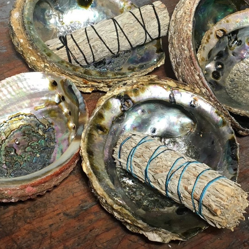 Abalone Shells