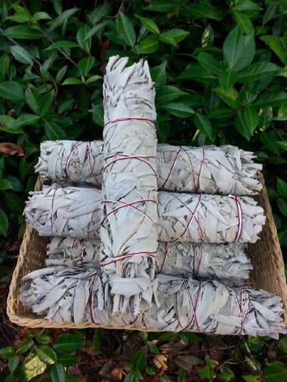California White Sage